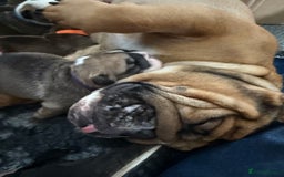 English Bulldog dogs for sale: Traditional English Bulldog Puppies  - Image 17