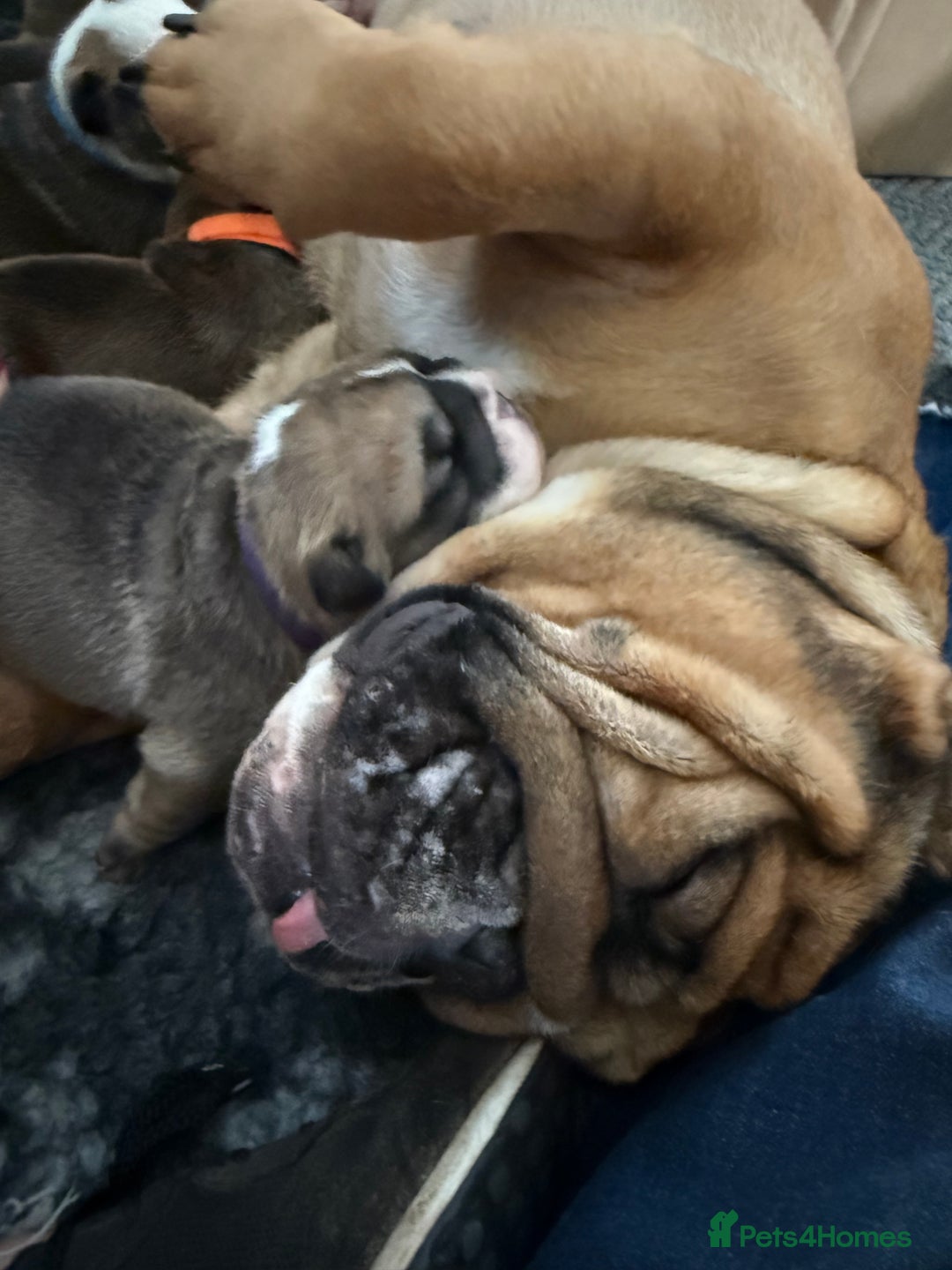 English Bulldog dogs for sale: Traditional English Bulldog Puppies  - Image 17