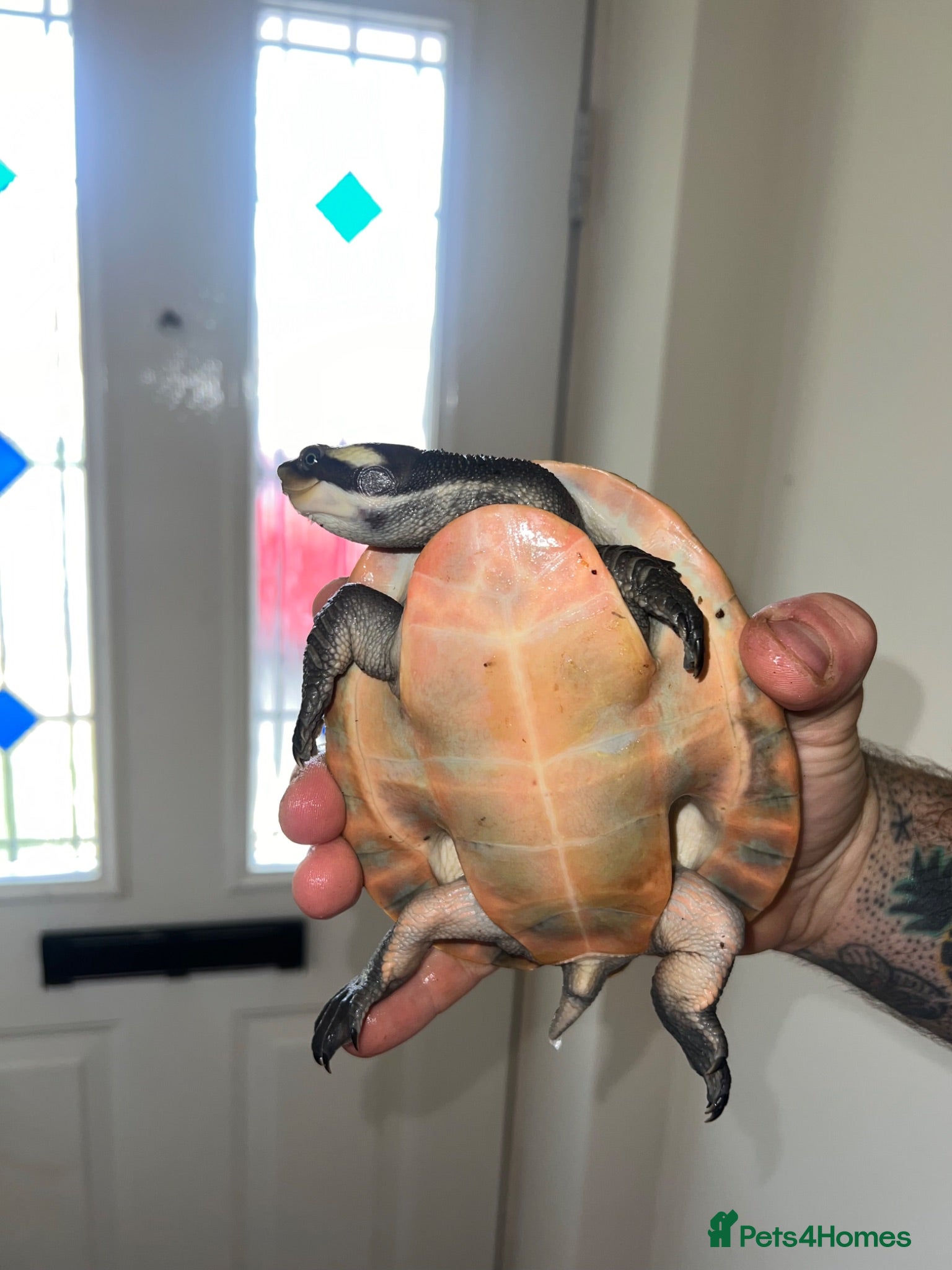 Turtle reptiles 2x Orange belly side neck with full setup - Advert 1