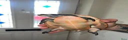 Turtle reptiles for sale: 2x Orange belly side neck with full setup - Advert 1