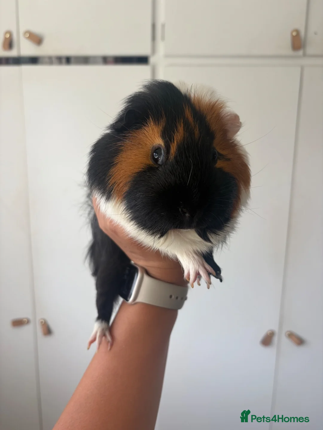 Guinea Pig rodents for sale: 2 Bonded boys around 1 and a half Years Old + cage in Nottingham - Advert 5