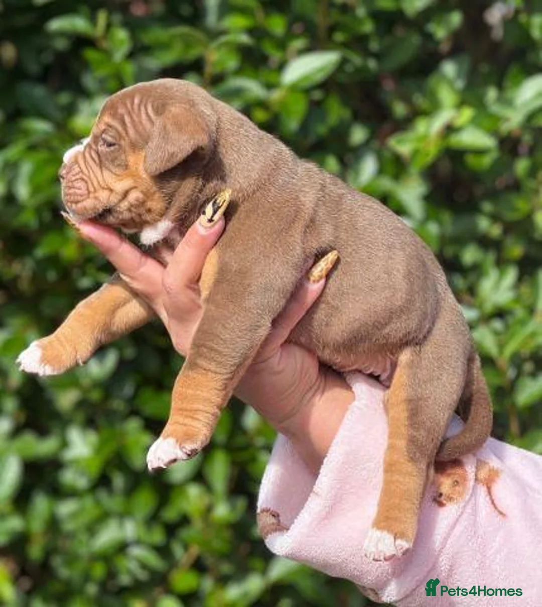 Olde English Bulldogge dogs for sale: Old English Bulldog Puppies – 6 Beautiful Puppies  in Coventry - Advert 2
