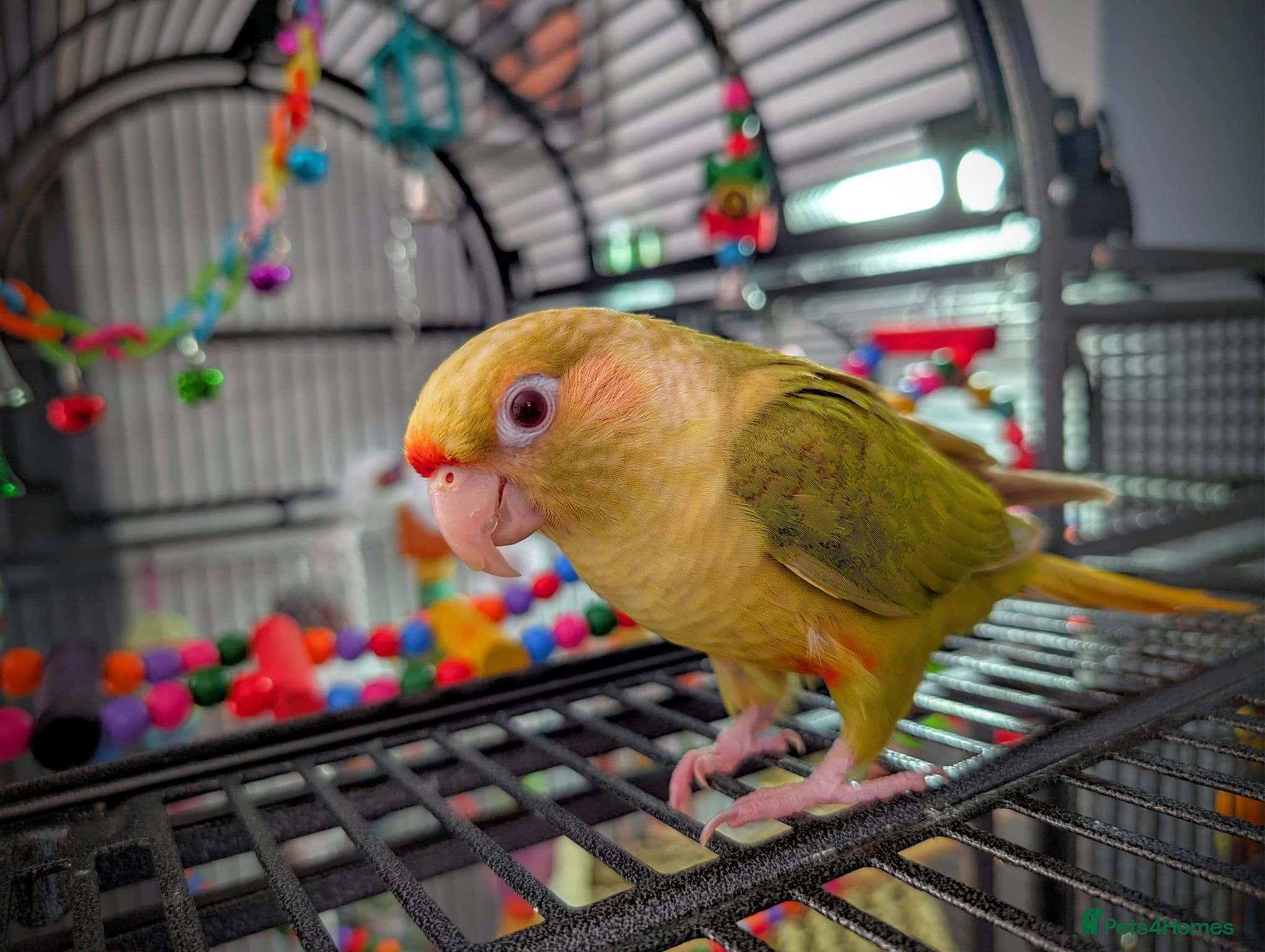 Conures birds Chilli the Fallow Maroon Belly Conure - Advert 1