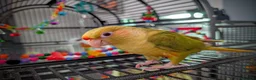 Conures birds for sale: Chilli the Fallow Maroon Belly Conure in Deeside - Advert 1