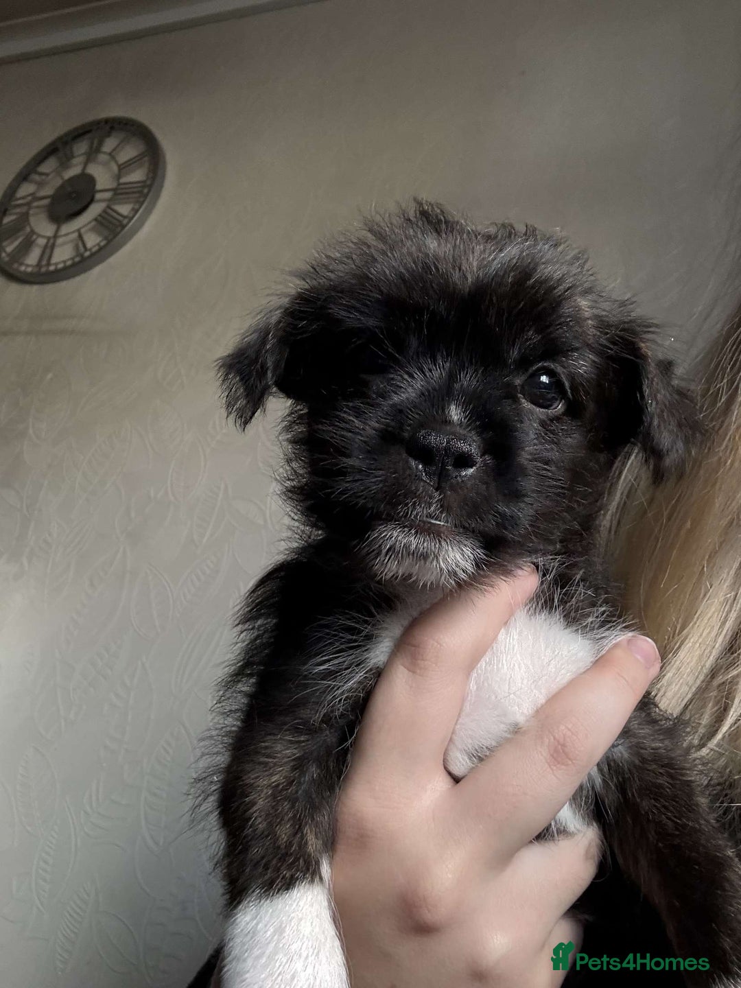 Mixed Breed dogs for sale: Lhasa Apso Cross - Image 17