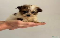 Yorkshire Terrier dogs for sale: Coloured Yorkshire Terrier Puppies  - Image 13