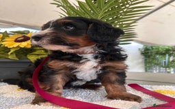 Bernedoodle dogs for sale: Curtabemdoodles Bernedoodles  - Image 13