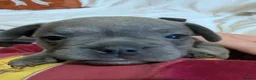 French Bulldog dogs for sale: FRENCH BULLDOG PUPS LOOKING FOR FOREVER HOMES 🐾 - Advert 33