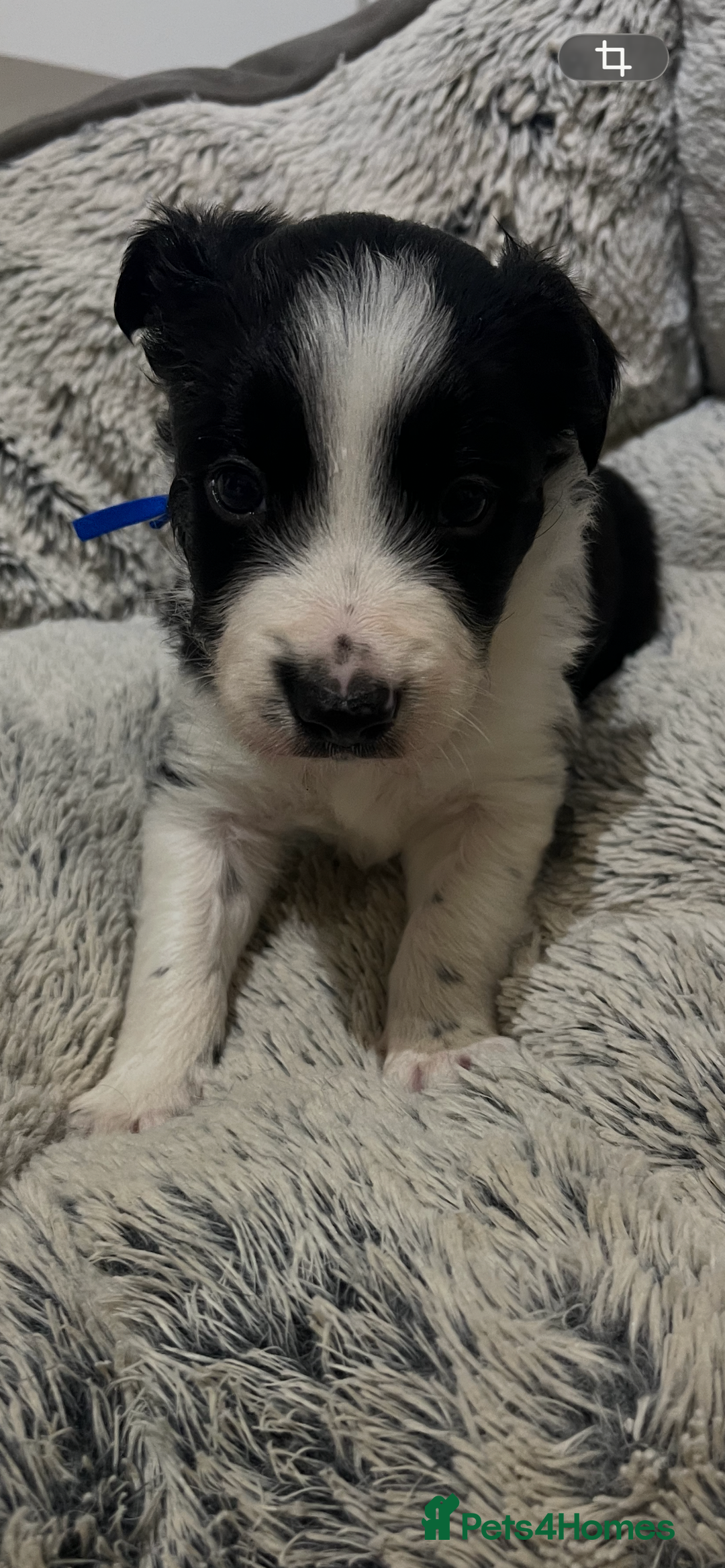 Border Collie dogs for sale: Traditional Border Collie puppies - Newport - Advert 3