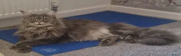Maine Coon cats for sale: Stunning Dolly tica registered blue ticked tabby - Advert 5