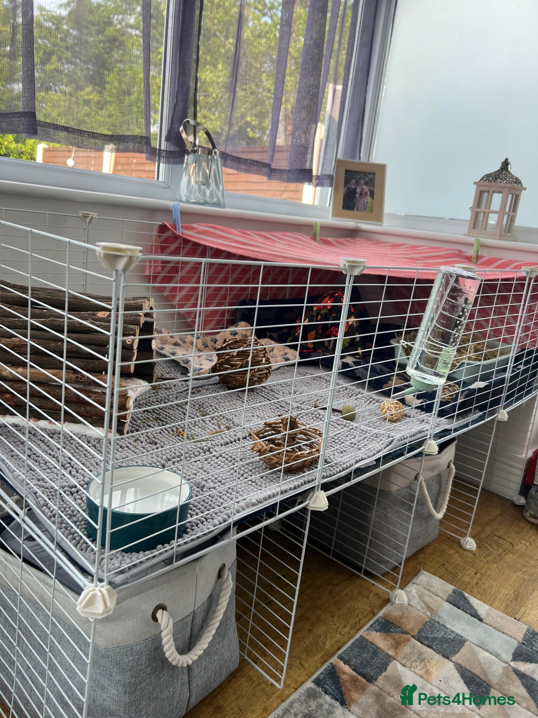 Guinea Pig rodents for sale: Two bonded male guinea pigs along with full set up - Image 6