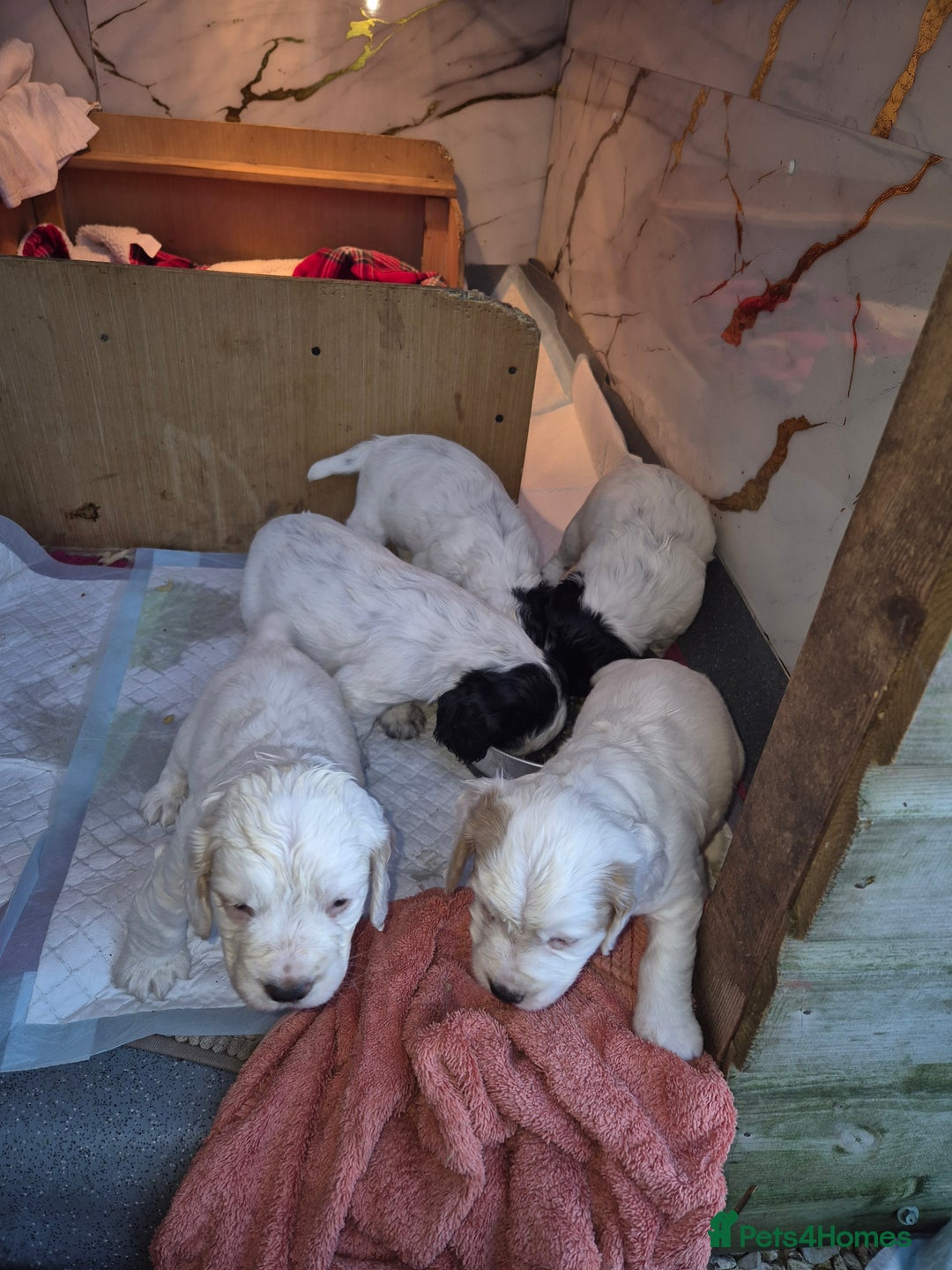 Cocker Spaniel dogs for sale: Cocker spaniel puppies - Advert 3