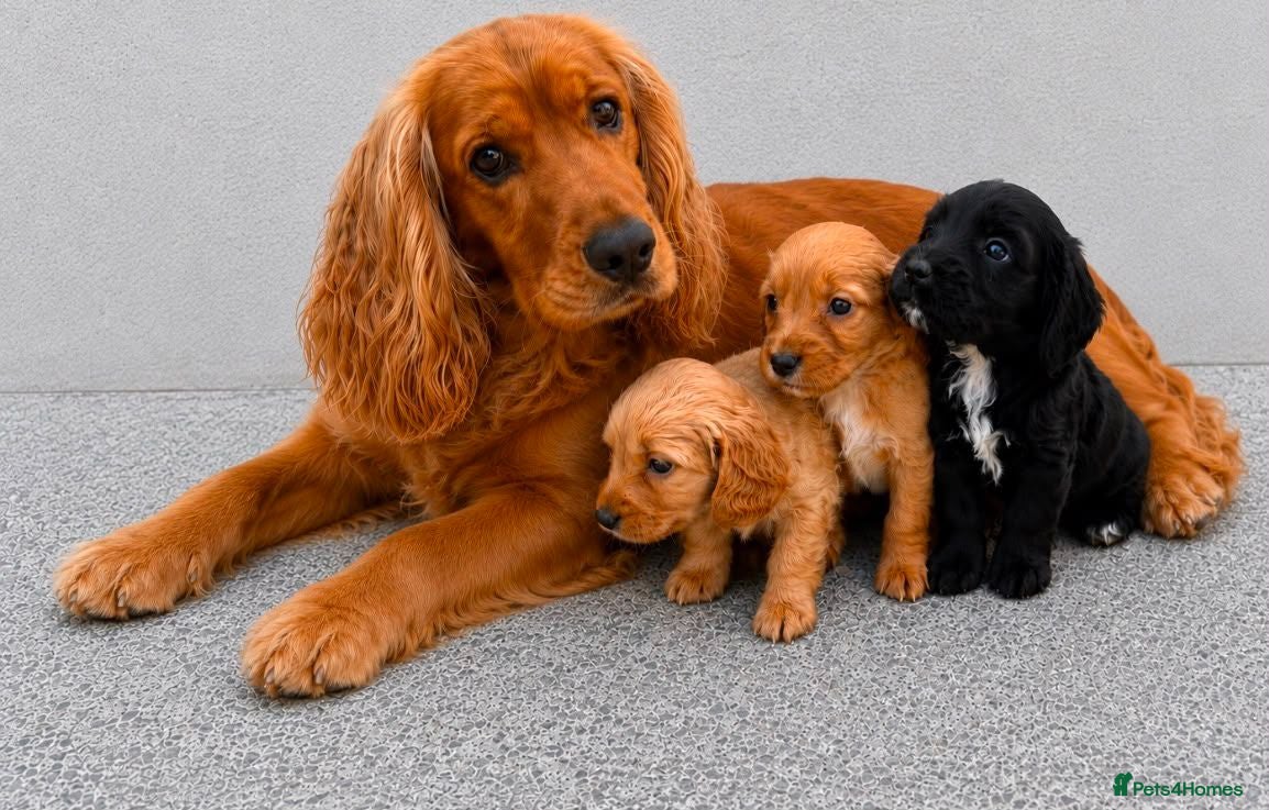 Cockapoo dogs Cockapoo puppies - Advert 10