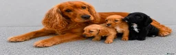 Cockapoo dogs for sale: Cockapoo puppies in London - Advert 1