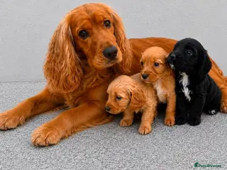 Cockapoo dogs Cockapoo puppies - Advert 3