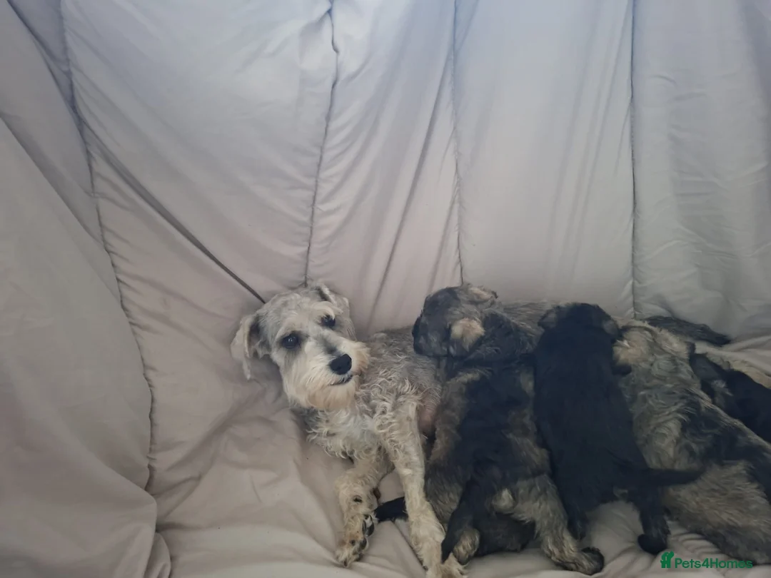 Miniature Schnauzer dogs for sale:  Cutest miniature schnauzer puppies  - Advert 1