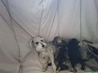 Miniature Schnauzer dogs Cutest miniature schnauzer puppies - Advert 1