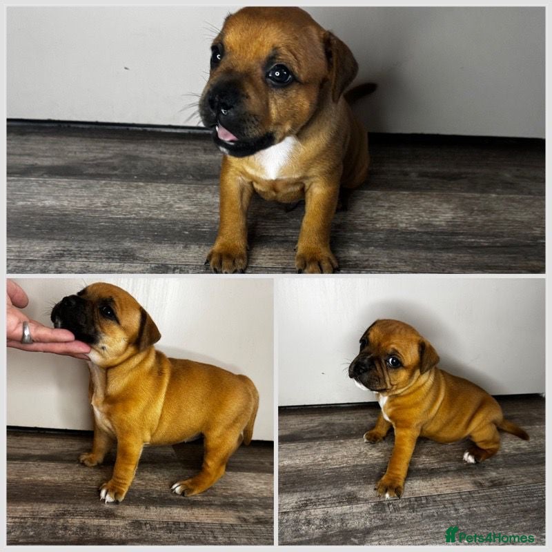 Staffordshire Bull Terrier dogs 🔥 KC REG RED STAFFY PUPPS–OUTSTANDING QUALITY 🔥 - Advert 1