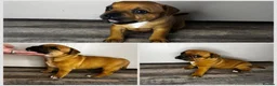 Staffordshire Bull Terrier dogs for sale: 🔥READY! KCREG STAFFY PUPPS–OUTSTANDING QUALITY 🔥 - Advert 11