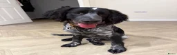 Sprocker dogs for sale: 6 month old sprocker puppy - Advert 2