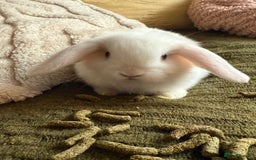 Mini Lop rabbits for sale: Pure white mini Loop female ready to leave!!  - Image 6