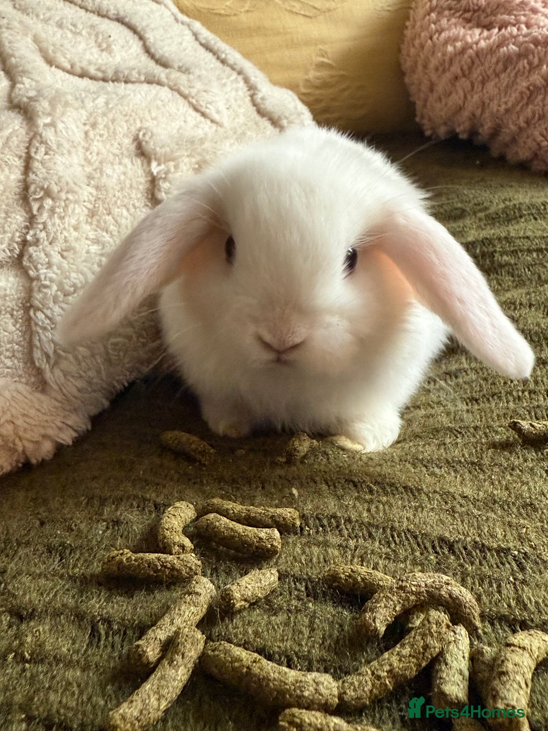 Mini Lop rabbits for sale: Pure white mini Loop female ready to leave!!  - Image 6