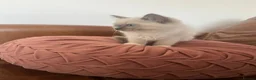 Ragdoll cats for sale: Beautiful Ragdoll kittens for sale - Advert 3