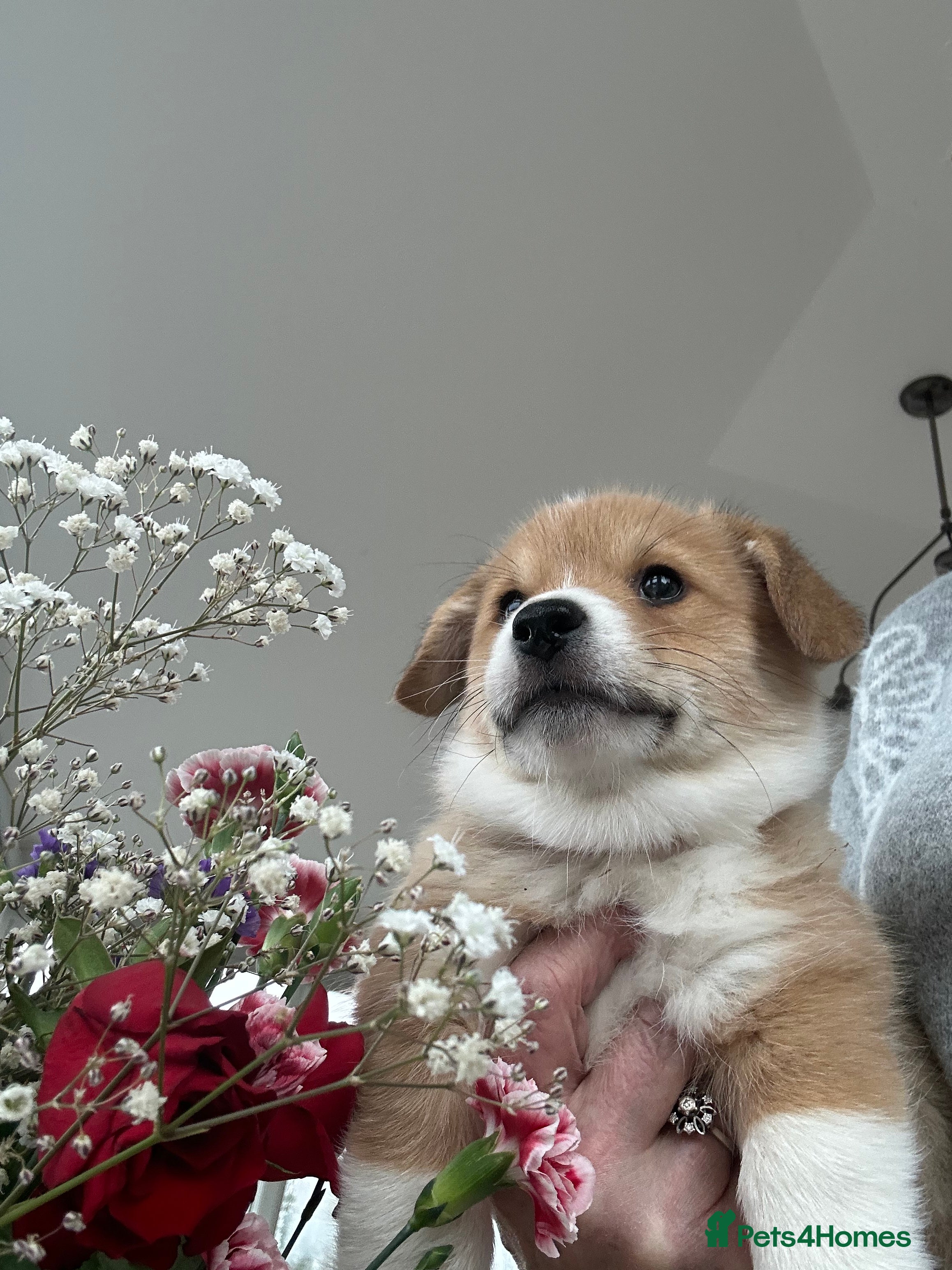 Welsh Corgi Pembroke dogs  Quality, Beautiful Cuddly Puppies. - Advert 1