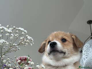 Welsh Corgi Pembroke dogs Quality, Beautiful Cuddly Puppies. - Advert 2