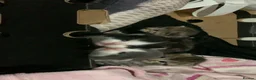 Domestic Shorthair cats for sale: Beautiful kittens  - Advert 7