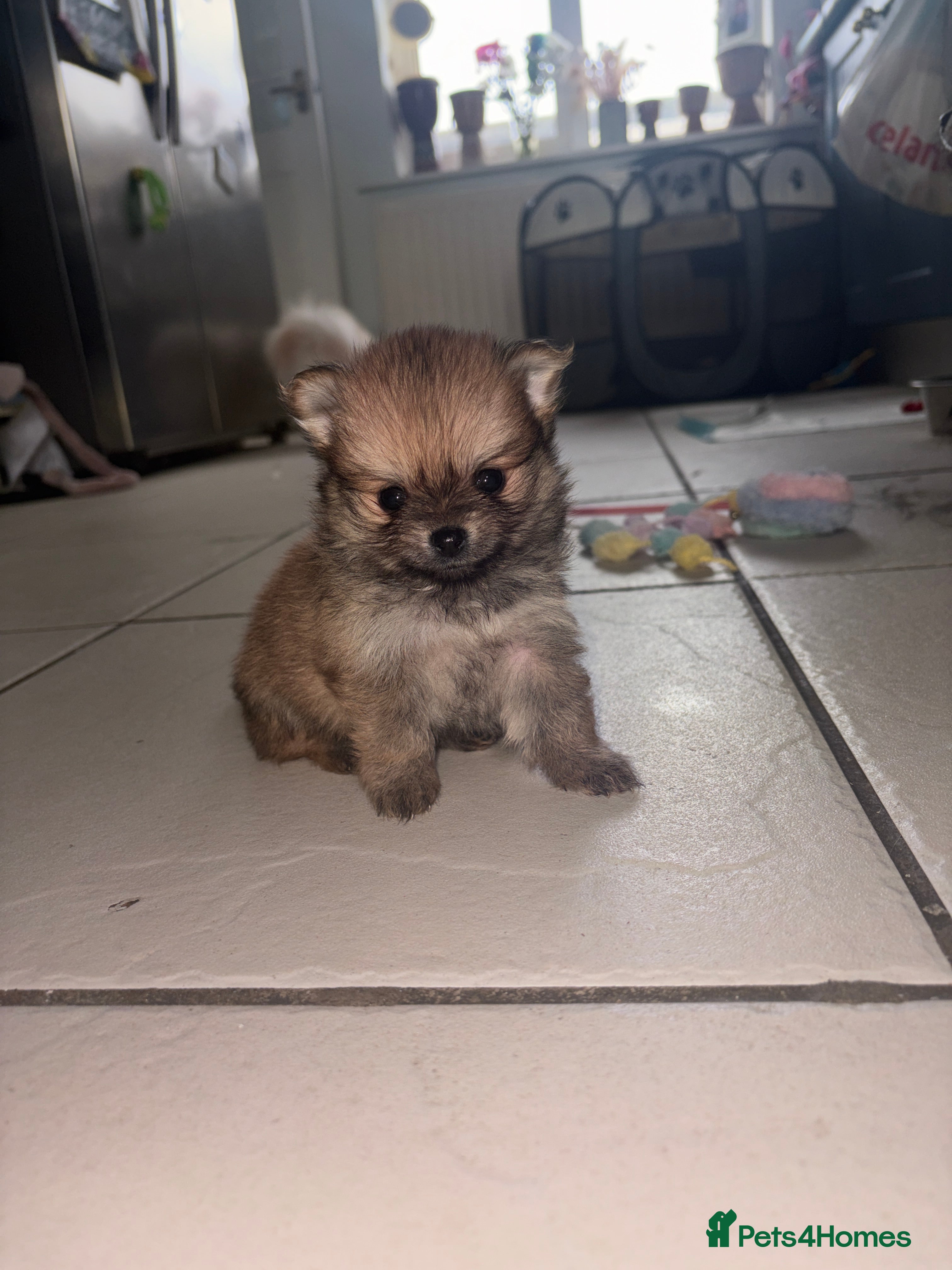 Pomchi dogs 4 Beautiful pomchis 🐶🐾 - Advert 15