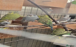 Budgerigars birds for sale: Budgies  - Image 7