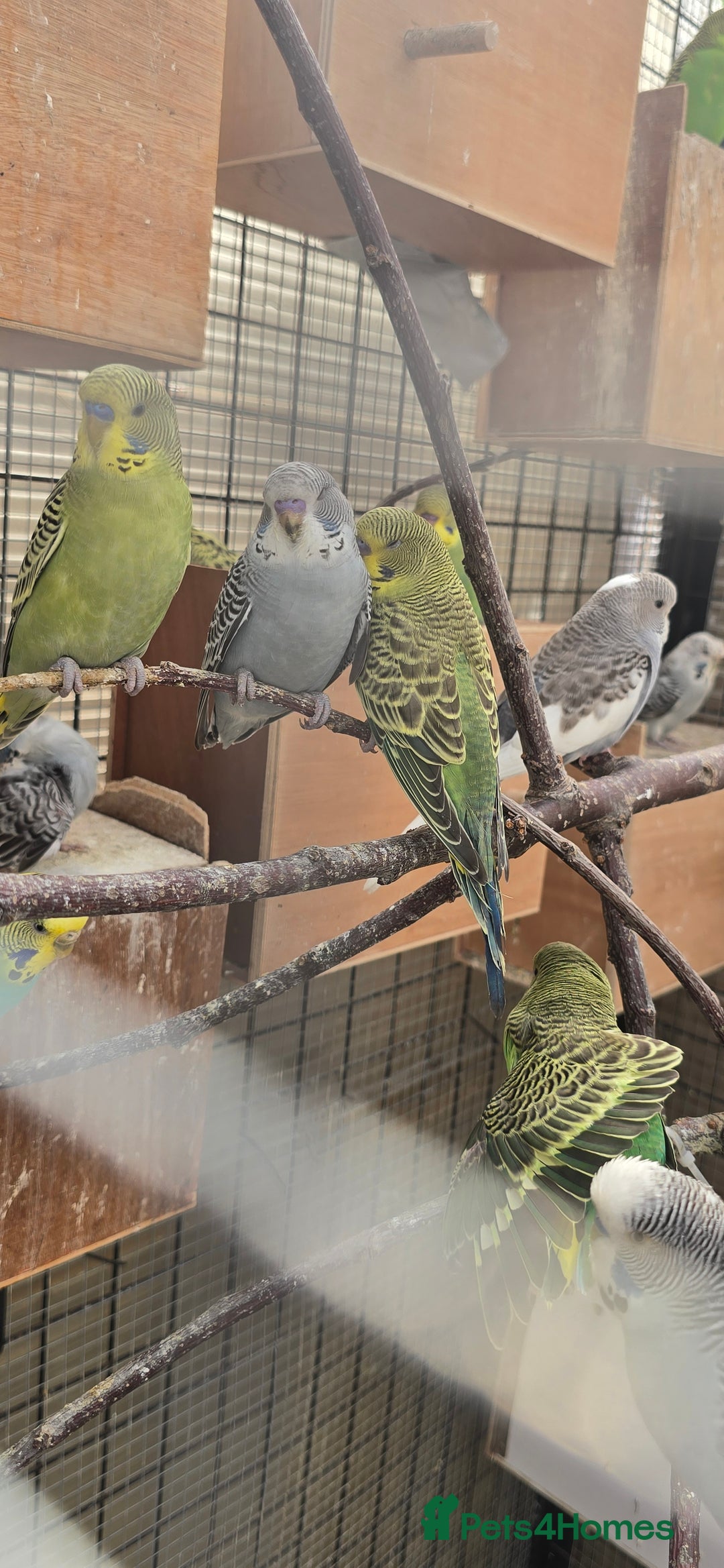 Budgerigars birds for sale: Budgies  - Image 7