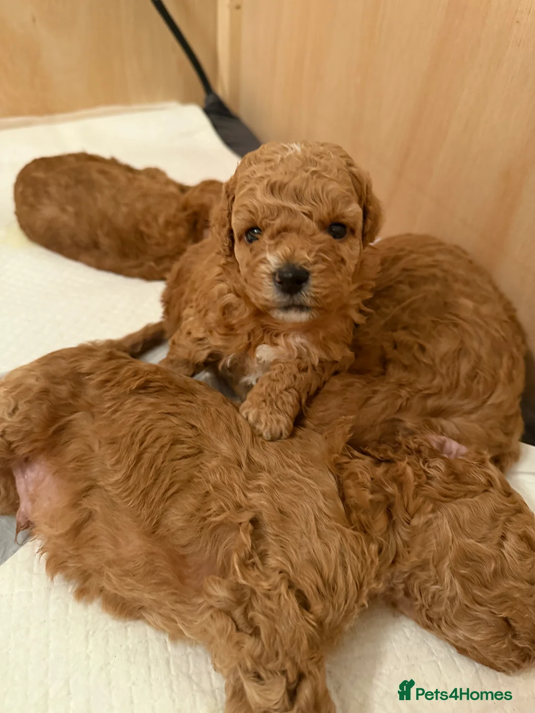 Toy Poodle dogs for sale: Toy poodles - Advert 11