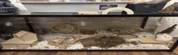 Hamster rodents for sale: Female Syrian and full enclosure  - Advert 4
