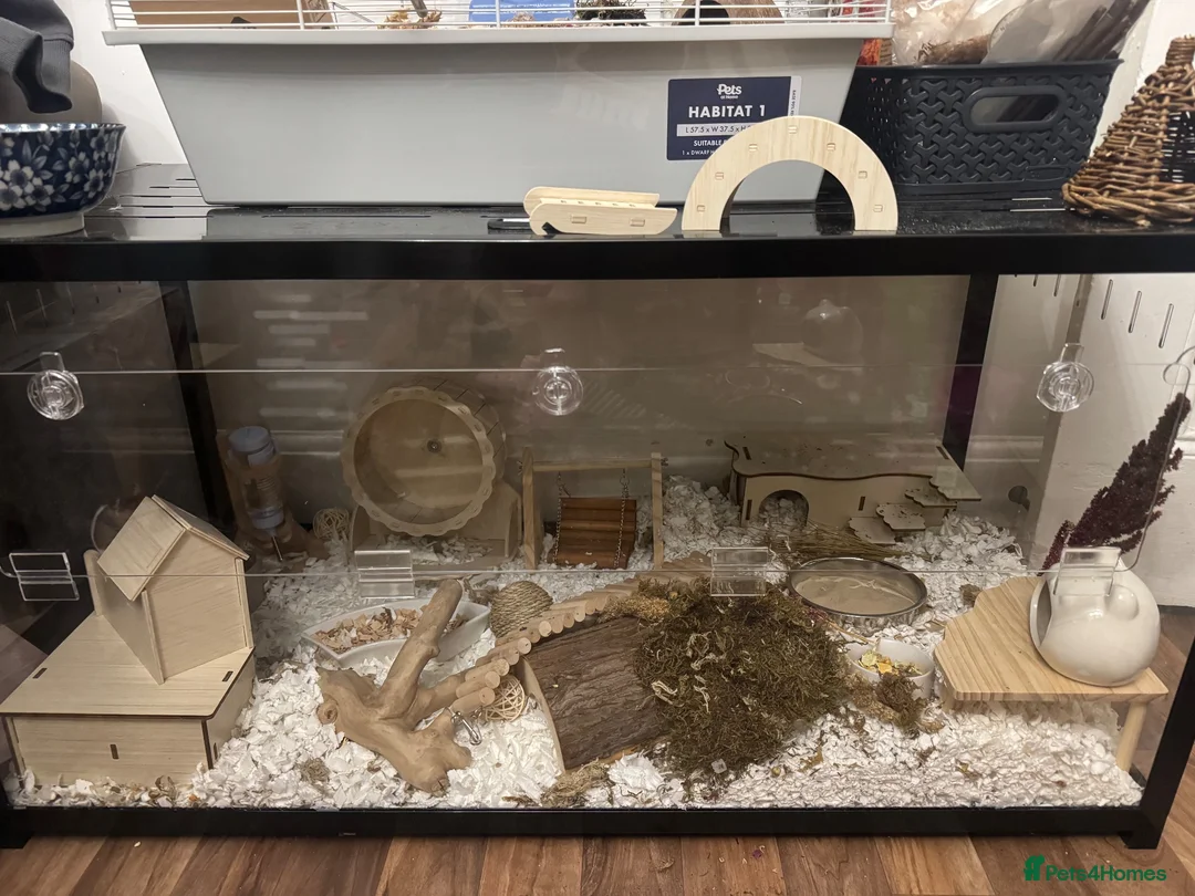 Hamster rodents for sale: Female Syrian and full enclosure  - Advert 4