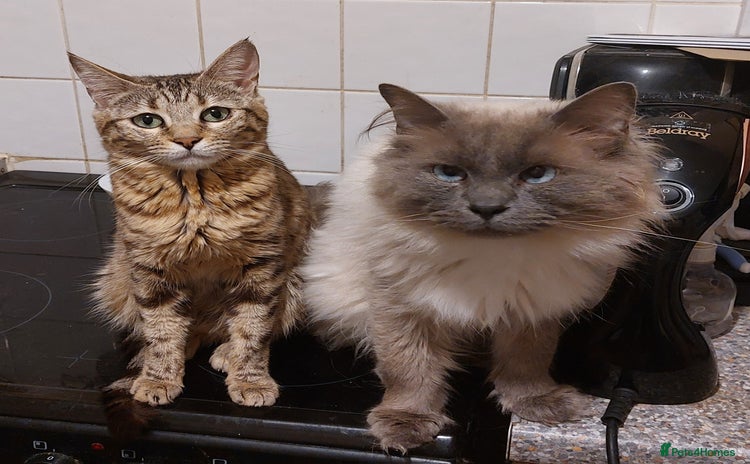 Mixed Breed cats - Advert 4