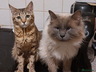 Mixed Breed cats - Advert 36