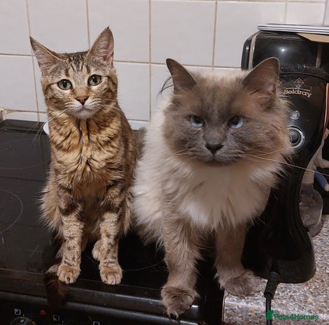 Mixed Breed cats - Advert 4