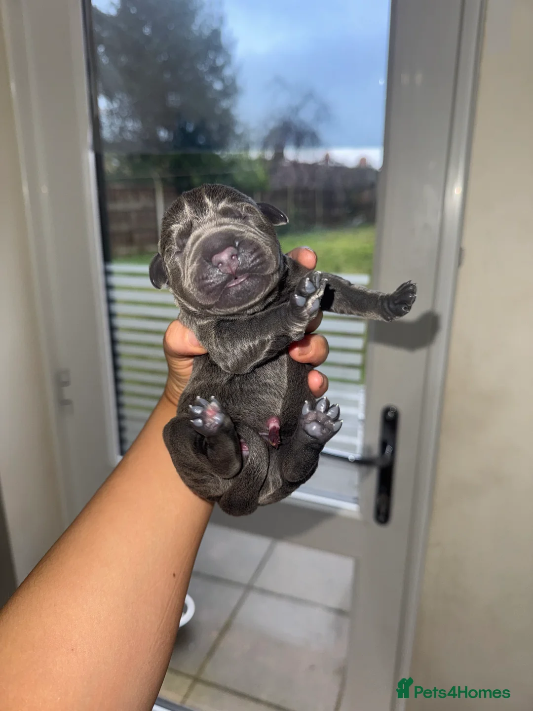Cane Corso dogs for sale: Cane Corso Rare Blue/Grey Puppies  - Advert 14