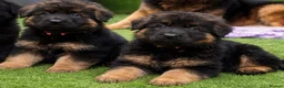 German Shepherd dogs for sale: Beautiful Long coat GSD puppies - Advert 8