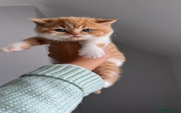 British Shorthair cats for sale: Chunky Red and White British Shorthair TICA - Image 4