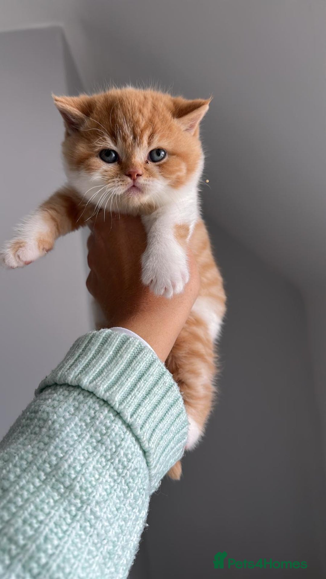 British Shorthair cats for sale: Chunky Red and White British Shorthair TICA - Image 4