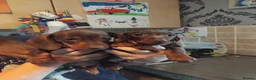 Miniature Dachshund dogs for sale: Miniature dachshund  - Advert 3