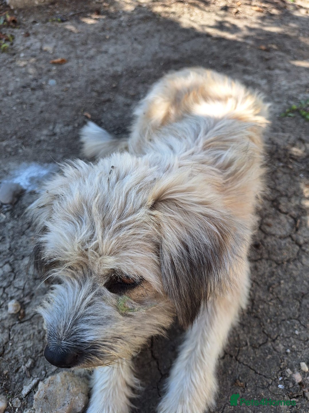 Mixed Breed dogs for adoption: ALMA - a Superb little Girl for a Loving Home - Image 8