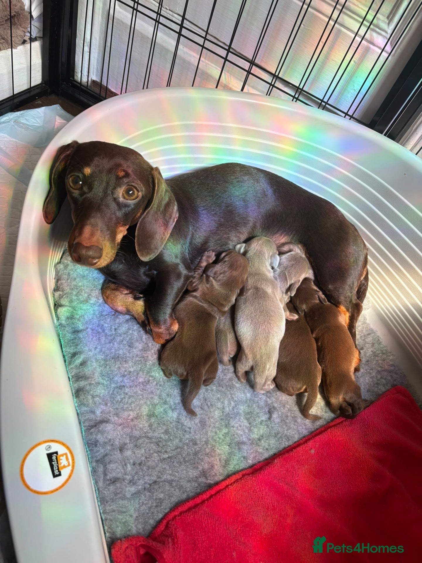 Miniature Dachshund dogs Stunning Miniature Dachshund pups  - Advert 2