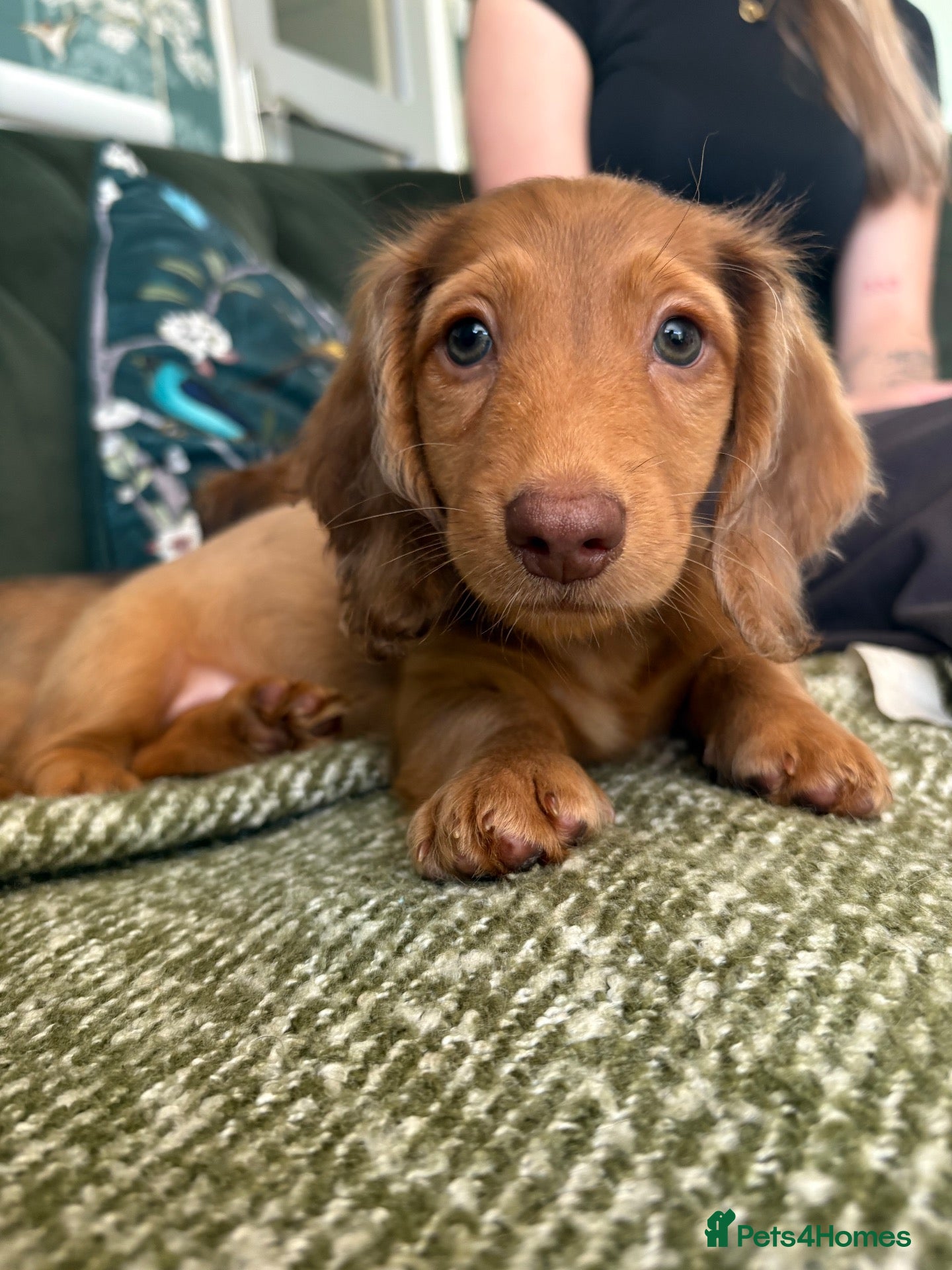 Dachshund dogs READY NOW! Beautiful Dachshund Puppies - Advert 1