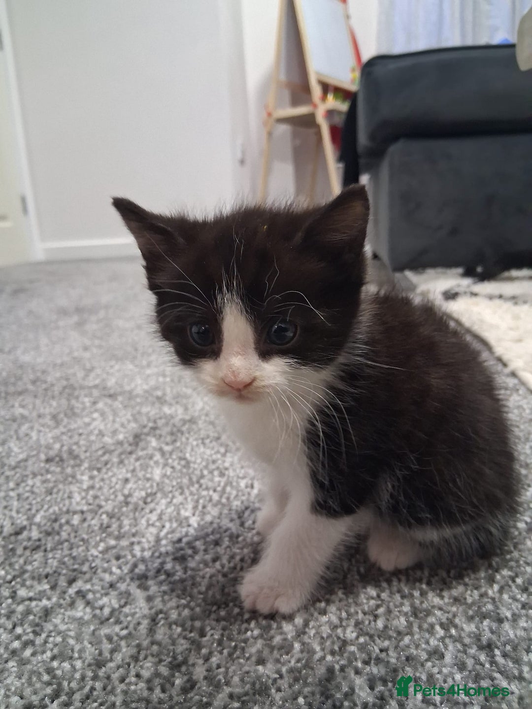 Mixed Breed cats for sale: Black and white 3 kittens for sale. 2 boys 1 girl. - Advert 22