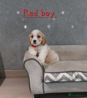 Cavachon dogs - Advert 5