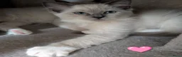 Ragdoll cats for sale: 💛GCCF 💛Ragdoll blue point mitted kittens  - Advert 8